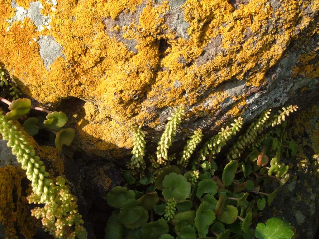 Umbilicus rupestris